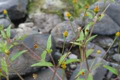 Spilanthes uliginosa